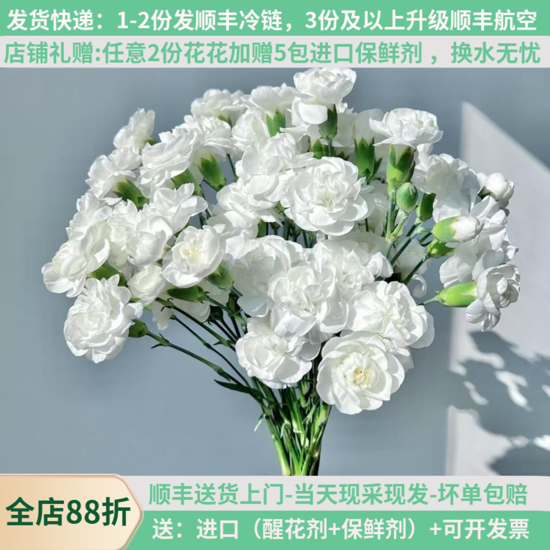 康乃馨愿君心似花，岁岁常芬芳