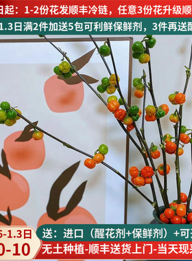 小南瓜尤加利果海棠果长寿果云南斗南直发干花插花秋果实年宵花