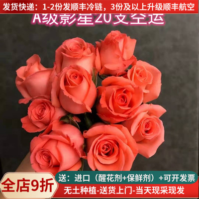 粉色玫瑰大花影星鲜花60-70厘米