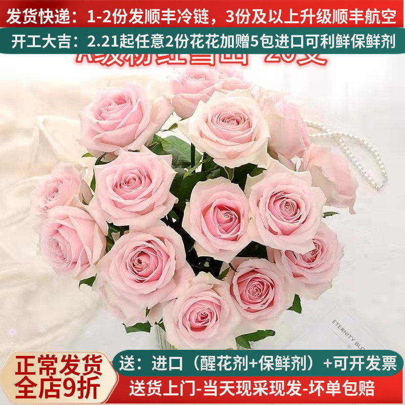 级粉红雪山玫瑰鲜切花云南昆明