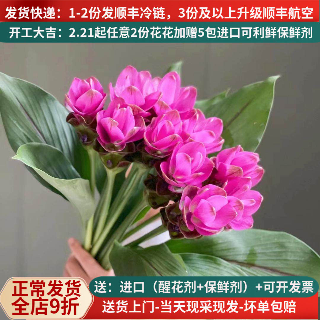 夏季鲜花姜荷花云南昆明斗南鲜花基地直发顺丰室内水样新鲜真花卉