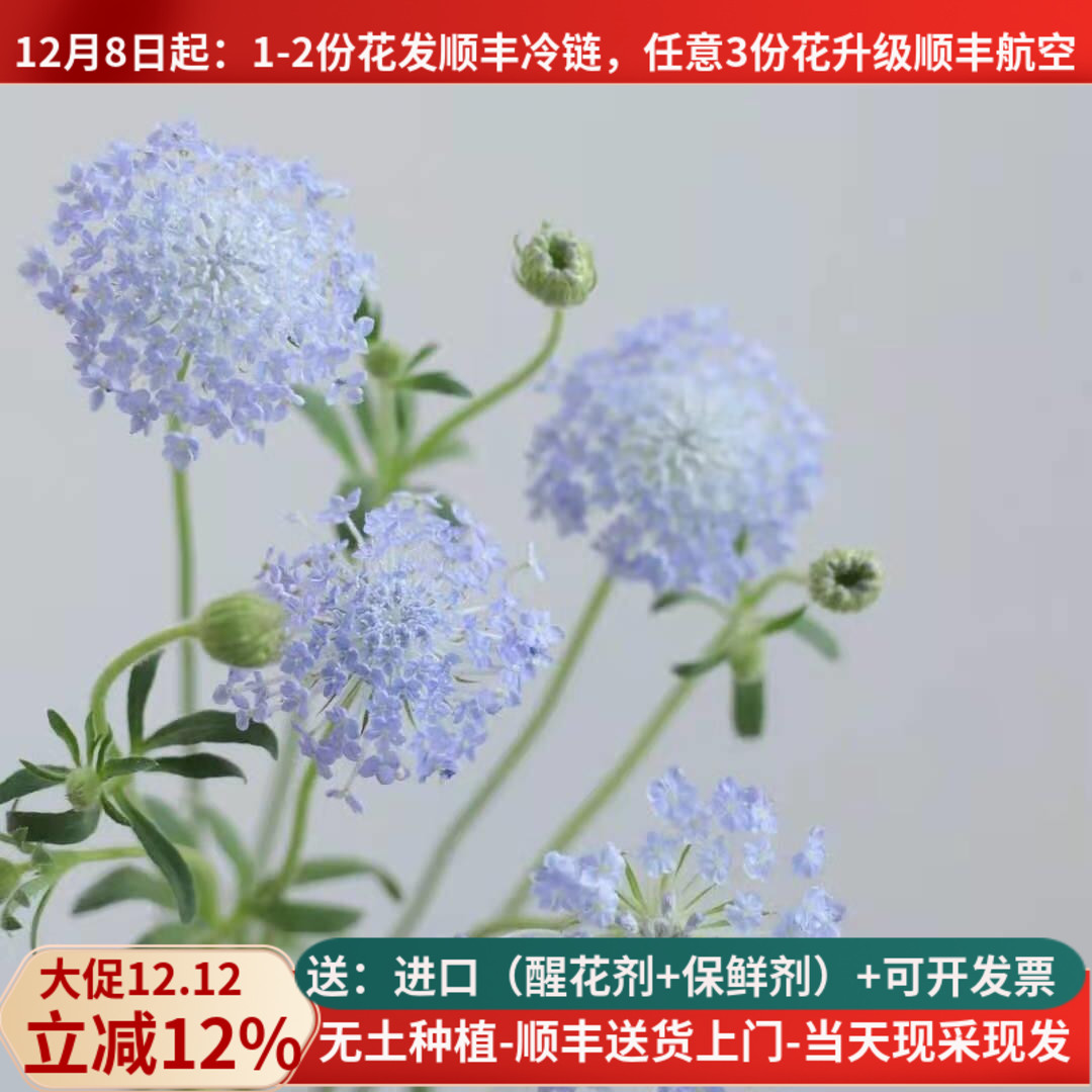 翠珠雨伞花鲜切花婚礼装饰航空