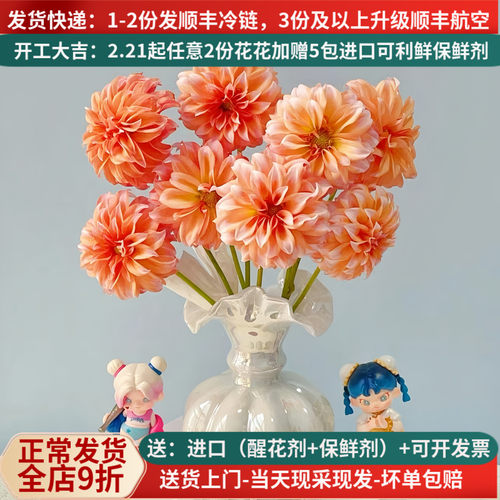稀有大丽花奶油桃子5支