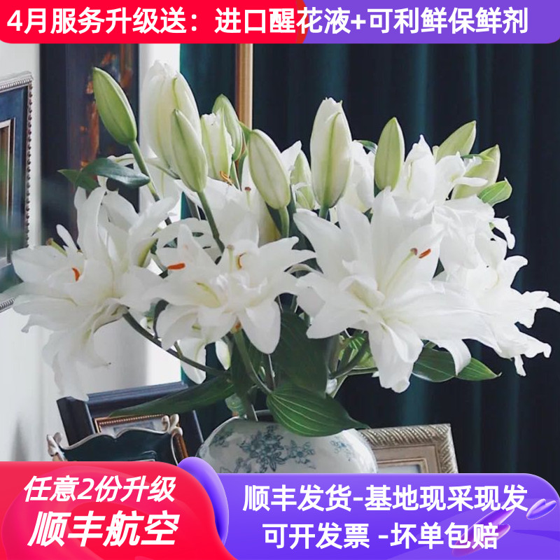 重瓣香水百合滑雪板多瓣多头云南昆明鲜花斗南基地直发水养婚礼白-封面