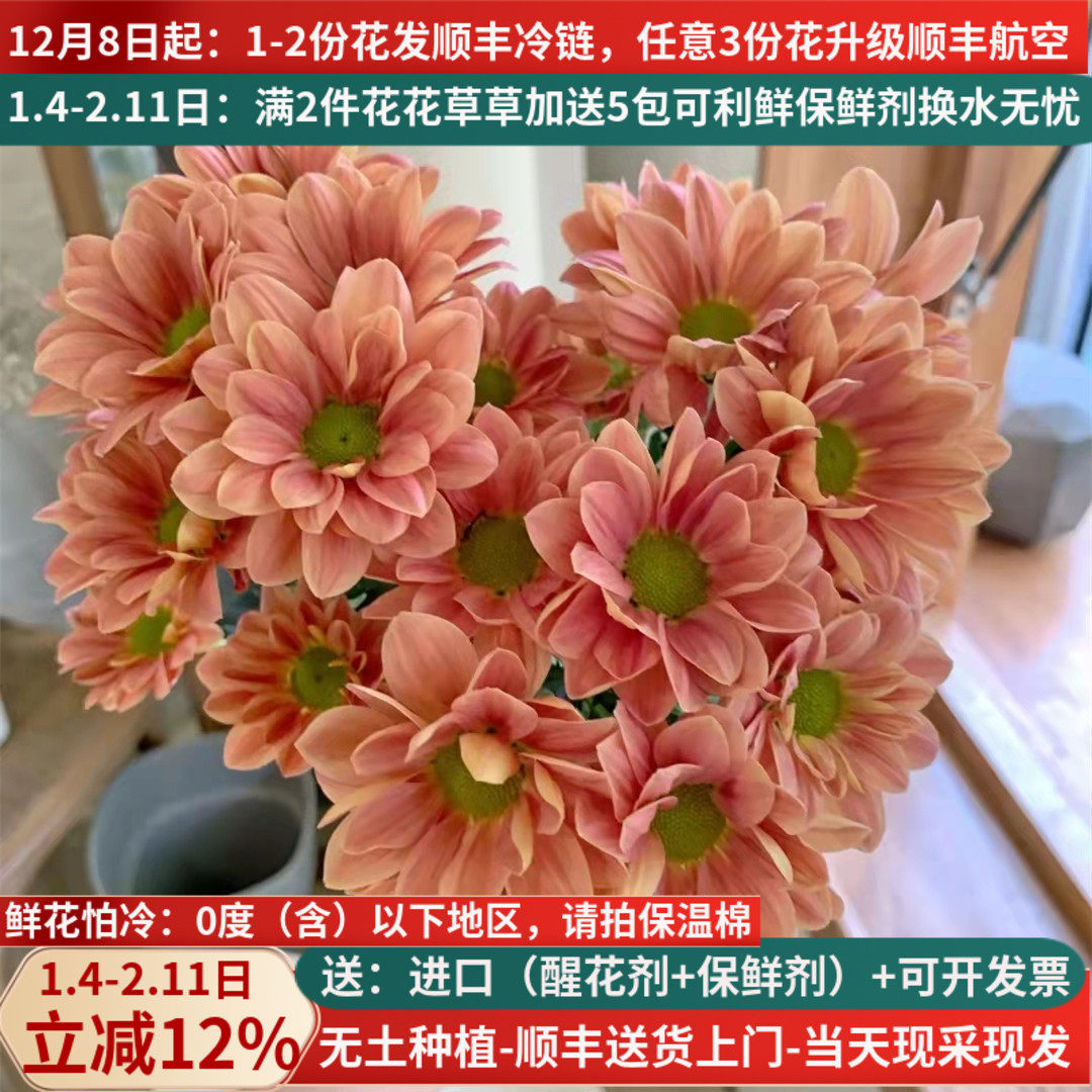 三文鱼小雏菊鲜切花直发云南昆明基地斗南直批真鲜花家用水养,鲜花速递/花卉仿真/绿植园艺,花材,淘宝优惠券,粉丝福利购,淘宝优惠卷