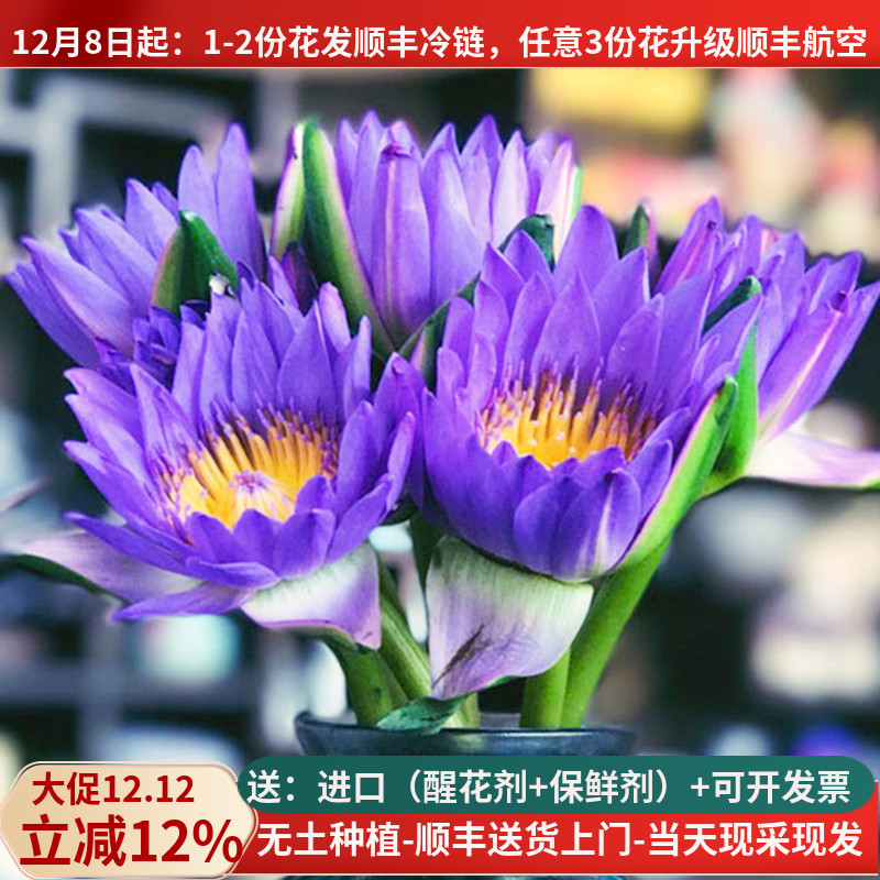 禅意鲜花睡莲紫-粉-黄色基地直发