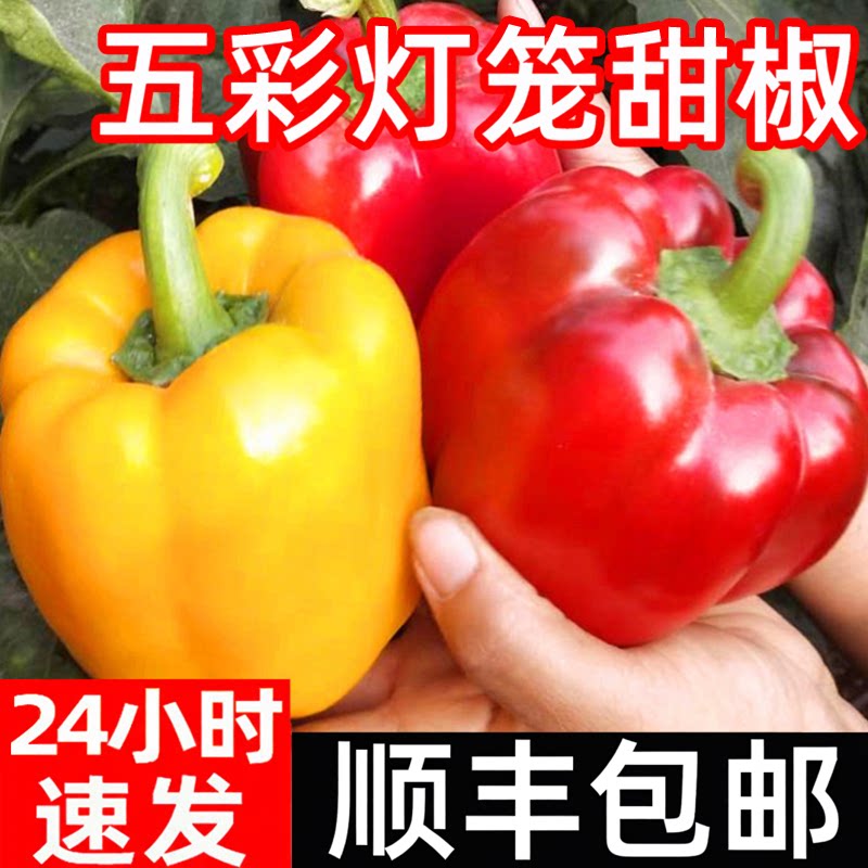 新鲜水果彩椒生吃五彩辣椒七彩灯笼甜椒寿光蔬菜青小米圆辣椒包邮