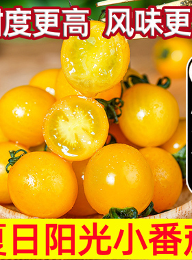 千禧小番茄夏日阳光黄色山东樱桃小番茄新鲜水果酸甜小西红柿包邮