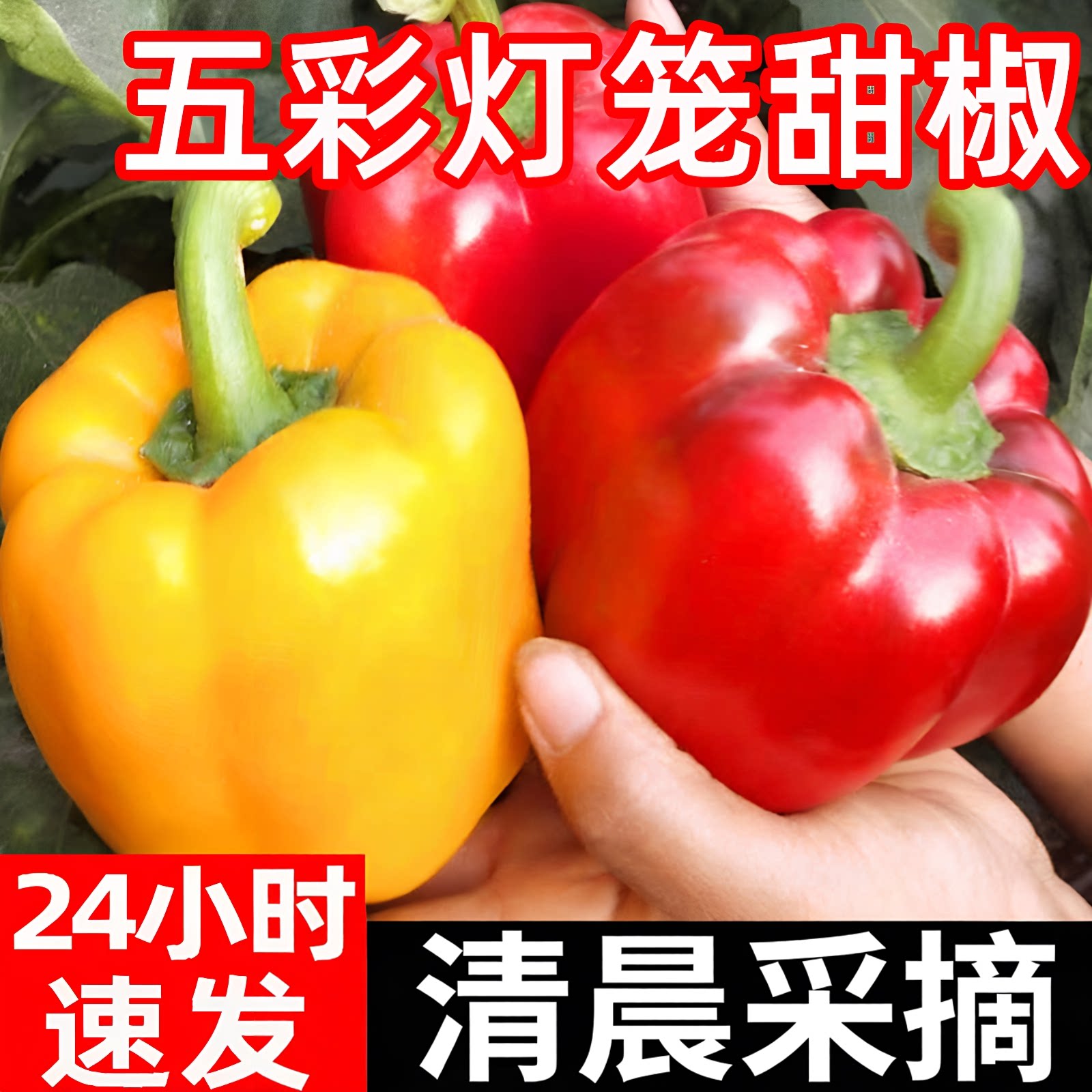 新鲜水果彩椒生吃五彩辣椒七彩灯笼甜椒寿光蔬菜青圆辣椒