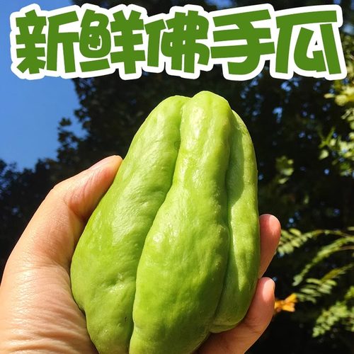 新鲜10斤农家自种时令包邮儿菜