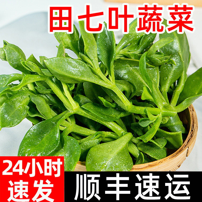 田七叶新鲜现摘顺丰蔬菜鲜嫩三七叶子穿心莲牡助农丹吊兰冰草苜蓿