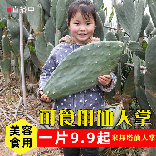 墨西哥可食用外敷嫁接蟹爪兰包邮