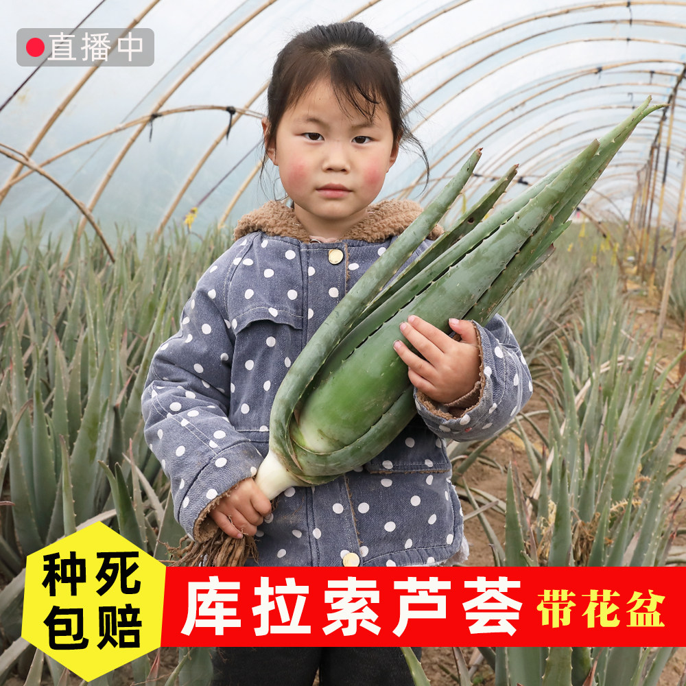 库拉索芦荟小盆栽新鲜美容可食用苗多肉植物种籽种子室内绿植小苗