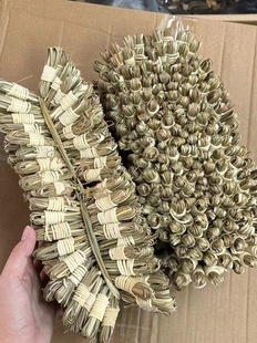 灯芯草儿童清火煲汤煮水清内热去心火睡不安稳虎须草龙须草中药材