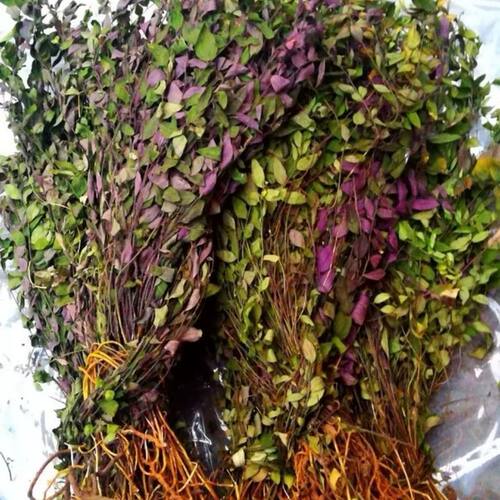 来马回 野生瓜子金草干品乱马回辰砂草二月花惊风草野中草药 优质