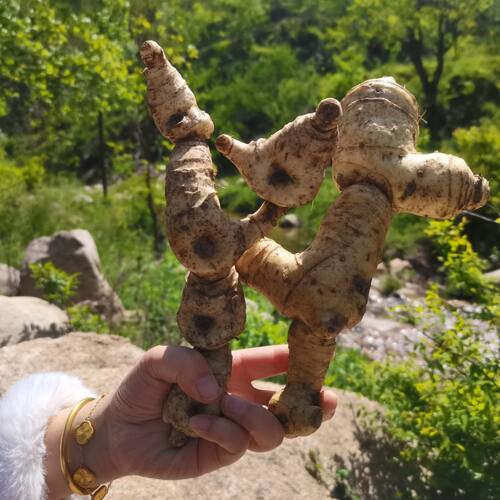 新鲜甜黄精野生鸡头根老虎姜现卖现挖鸡爪参块茎可做种苗5斤包邮