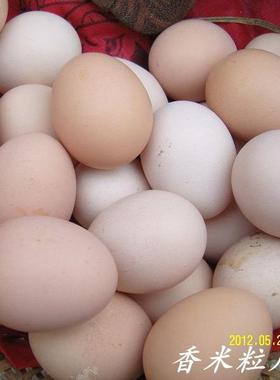 仅供老客户安徽桐城农家散养土鸡蛋本鸡蛋草鸡蛋柴鸡蛋3.98一只