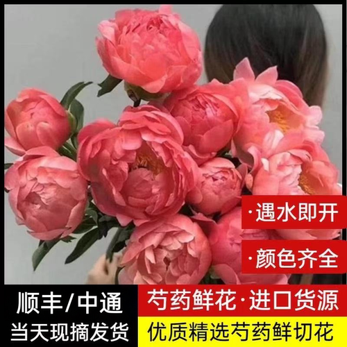 山东菏泽芍药鲜切花基地直发重瓣花束荷兰进口花卉牡丹鲜花母亲节