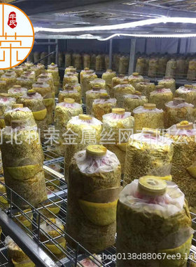 多层苗床架种植杏鲍菇绿色涂塑钢丝网架集装箱式食用菌出菇层架