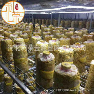 多层苗床架种植杏鲍菇绿色涂塑钢丝网架集装箱式食用菌出菇层架