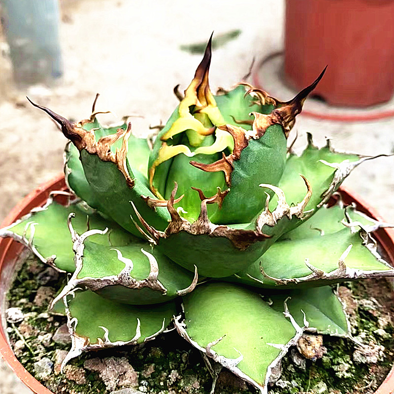 凯撒龙舌兰仁王冠agave titanota caesar一物一拍多肉块根盆栽