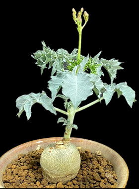 承萱花卉锦珊瑚麻疯树属开花株块根植物美观一物一拍5月11日拍摄
