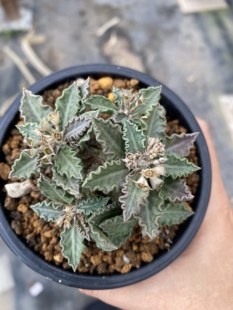 图拉大戟Euphorbia tulearensis一物一拍大戟科潮流块根多肉植物