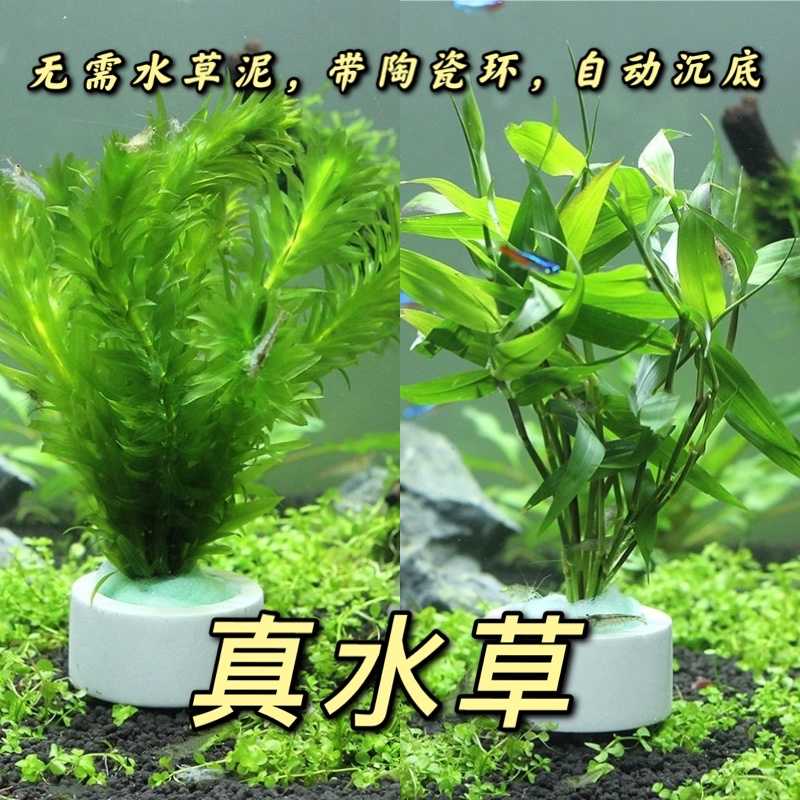 鱼缸造景水草新手套餐绿菊植物活体淡水中后景大叶绿九冠水榕沉木