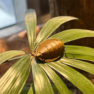 日本Jackson路亚饵假饵Zigzag Magic之字狗硬饵溪流微物鳟鱼浮水