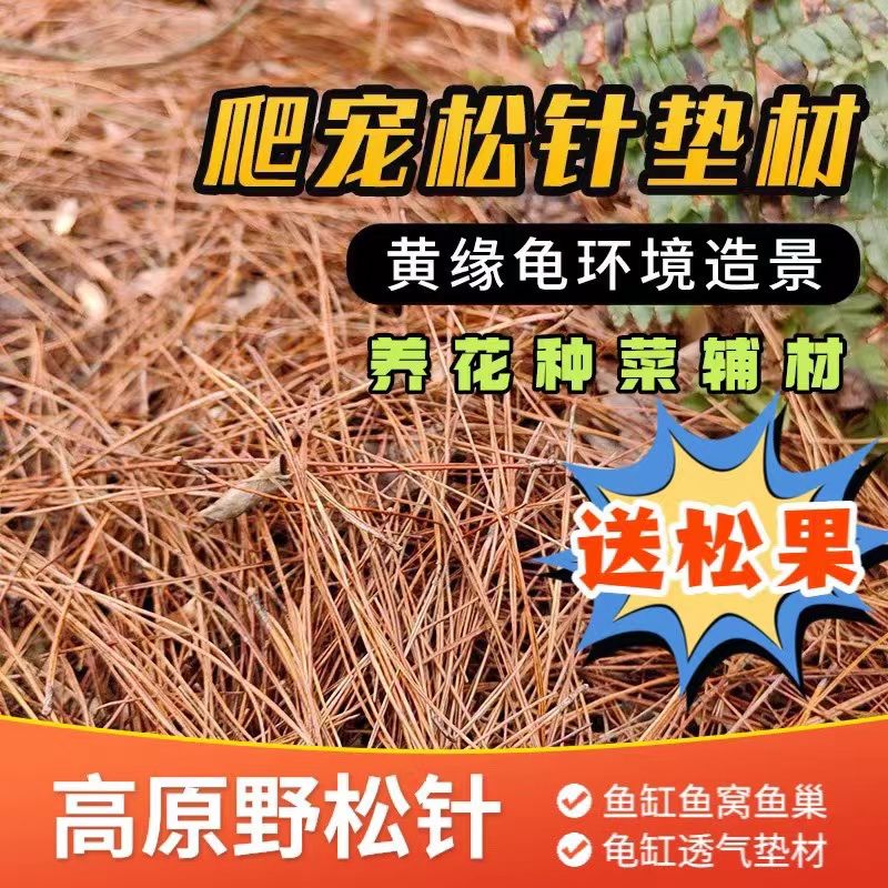 天然风干松针黄缘龟垫材