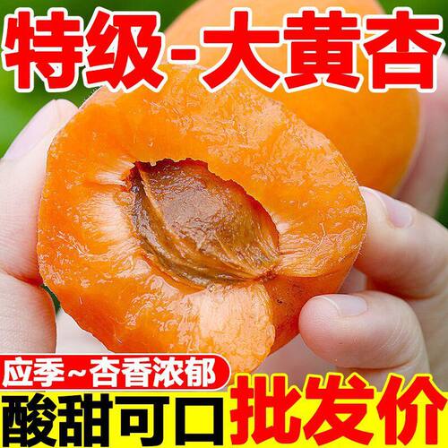 陕西甜杏大黄杏杏子水果包邮自家种植现摘现发头茬新鲜精选大果4J