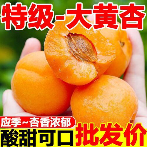 陕西大黄杏子甜杏新鲜水果自然熟无公害当季应季农家现摘现发4斤
