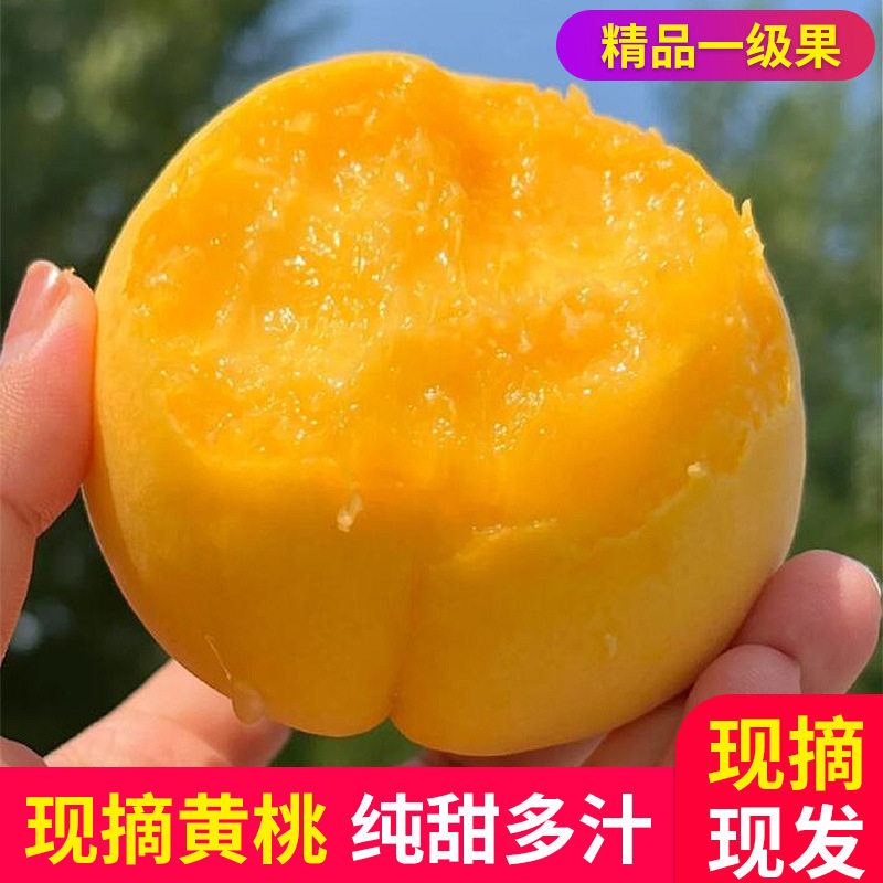 陕西大果黄桃软糯桃脆桃新鲜水果当季现摘孕妇老人剥皮超甜爆汁5J