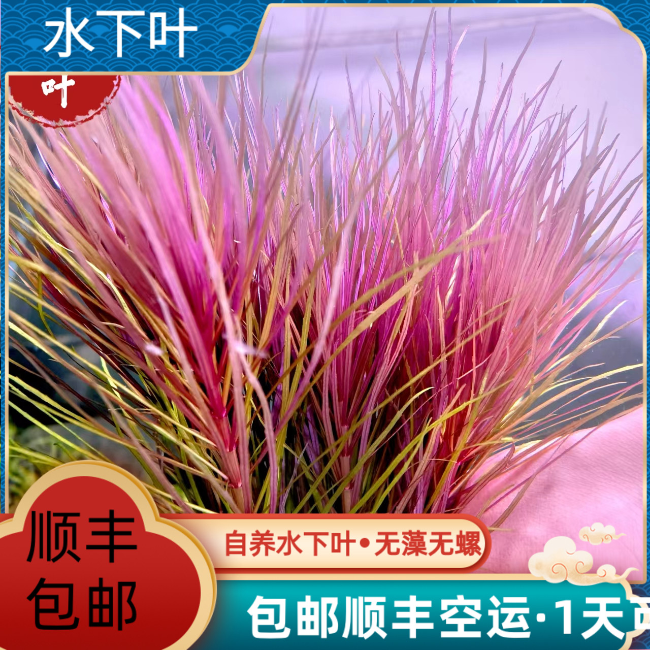 紫百叶水草荷兰景后景用草自养水下叶造景懒人水草易养好活淡水
