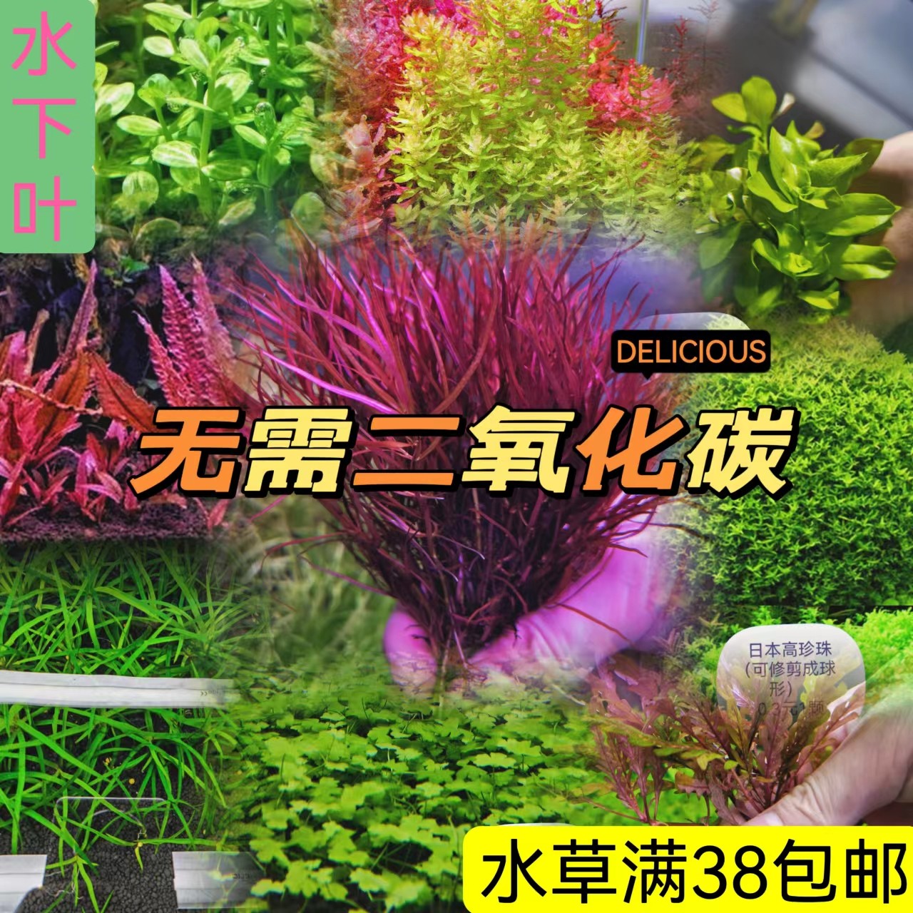 日本高珍珠水草水下叶无需二氧化碳小红莓西瓜对叶虎耳宫廷天胡荽