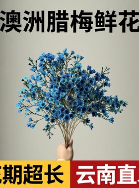 澳洲腊梅鲜花花期长云南基地直发家用插花水养鲜切花银柳喜庆花
