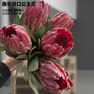 南非进口帝王花公主花可做干花插花小众花材配花小众稀有送礼花束