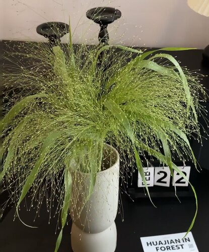 喷泉草尤加利叶配草百搭插花花店云南鲜花基地直发家庭办公室插花