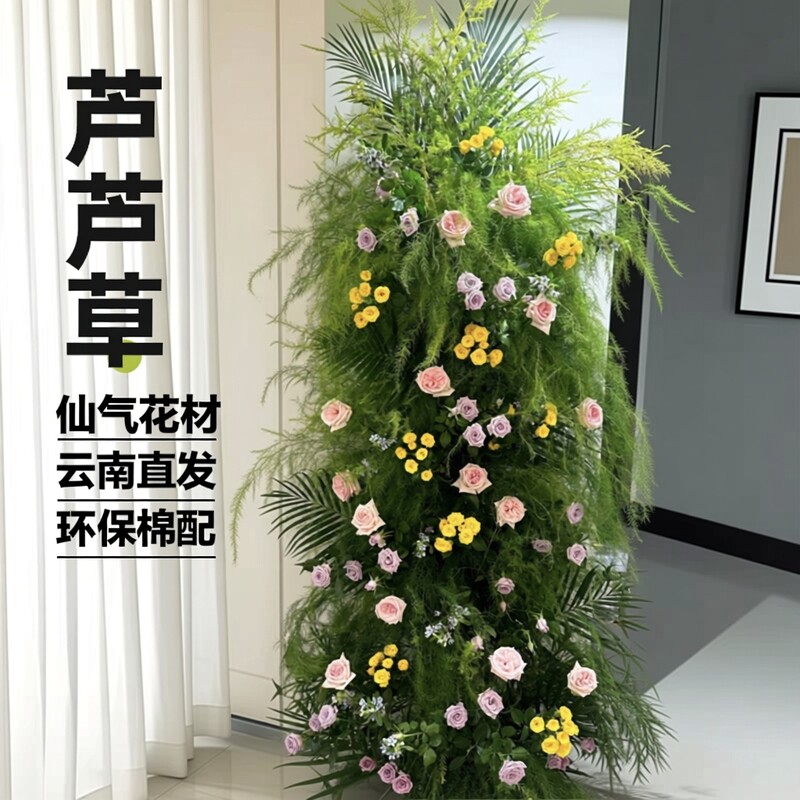 芦荀草新鲜仙气花材配草鲜花家居插花茶室摆放婚庆布置云南直发