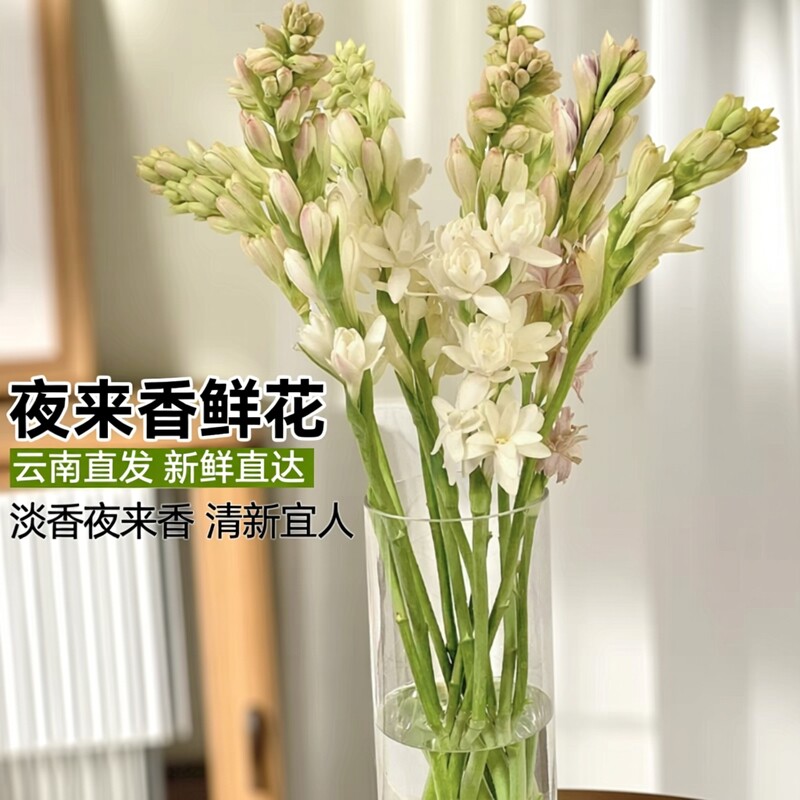 夜来香晚香玉鲜花自带香味云南基地直发办公室家庭水养插花