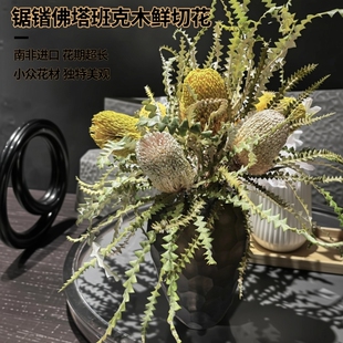 南非进口锯齿佛塔班克木新鲜鲜切花小众花材百搭花期长可做干花