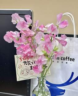 进口新鲜豌豆花千与千寻同款小众稀有花材小清新花店配花云南直发