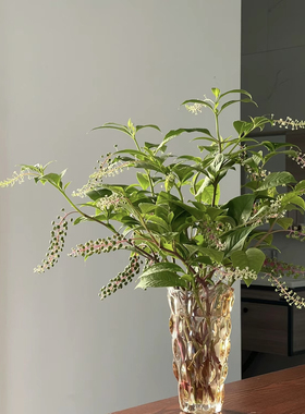 商陆花鲜花小众花材云南直发绿色鲜切枝水培绿植插花叶材鲜切花