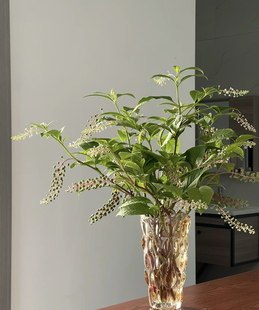 商陆花鲜花小众花材云南直发绿色鲜切枝水培绿植插花叶材鲜切花