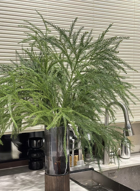 天竺少女松鲜枝氛围感水培百搭绿植鲜切枝花期长室内圣诞树圣诞花