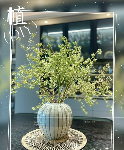 小米果鲜切花云南直发插花家用水养装饰花水培绿植婚庆活动搭配花