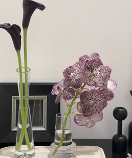 胡姬兰泰国进口千代兰万代兰鲜花小众稀有花材插花水培云南直发