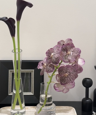 胡姬兰泰国进口千代兰万代兰鲜花小众稀有花材插花水培云南直发