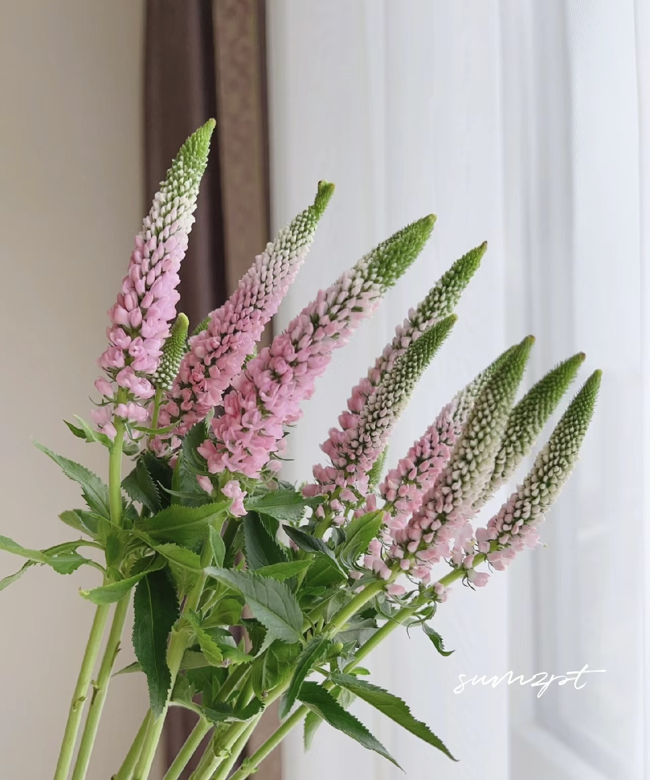 鼠尾多头鲜切小众生活鲜花每周一花ins植物室内装饰氛围感百搭花