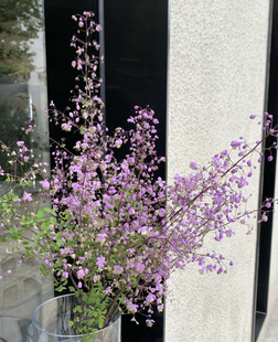 唐松草鲜花小众花材精致灵动插花鲜切花云南基地直发配花花束